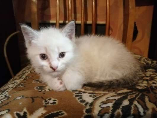 Милые котята в добрые руки в Томске фото 6