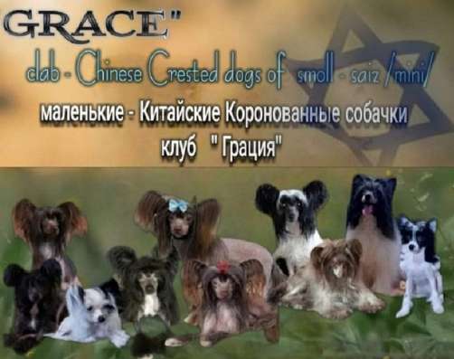 Щенки Китайской Хохлатой собачки!