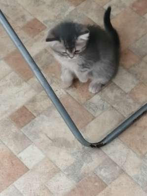 Шотландские котята в Копейске