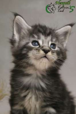 Maine Coon Male Nesquik