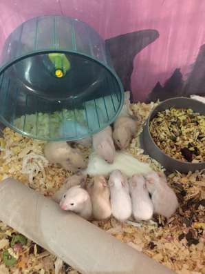Хомячки