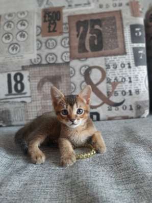 Абиссинские котята в Голицыне фото 5