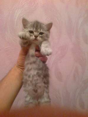 Продаются британские котята