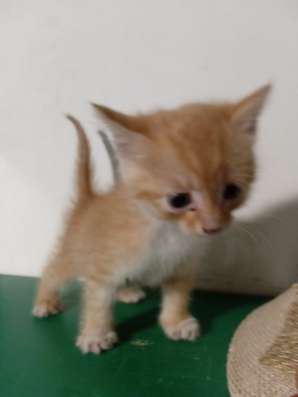 Отдам рыженьких котят