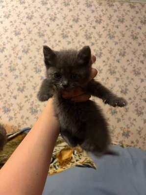Котята бесплатно в Новочеркасске фото 3