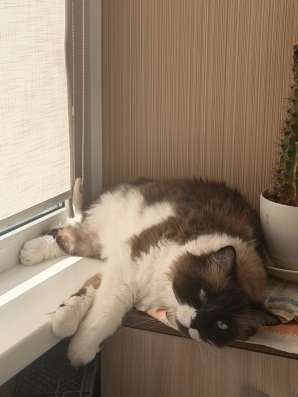 Отдам кота в добрые руки