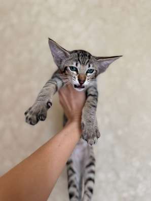 Ориентальный котенок в Краснодаре фото 5