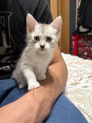 Котята в добрые руки в Кашире фото 3