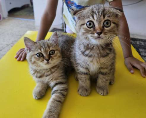 Шотландские котята