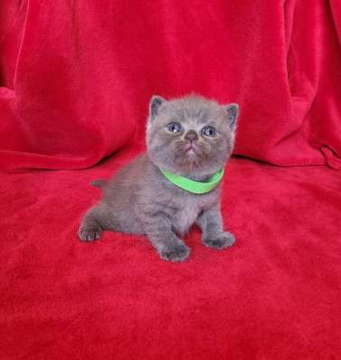 Британские коротаошерстные котята фото 8