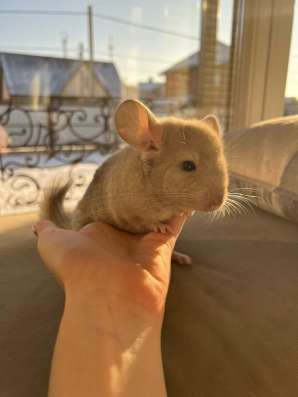Шиншилла в Пензе