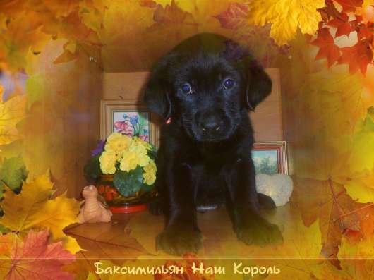 Щенки Лабрадора компаньоны в Нижнем Новгороде фото 27