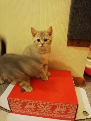 Котята Шотландские! в Балашихе фото 5