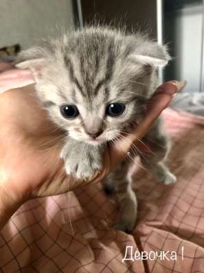 Шотландские котята в Самаре фото 4
