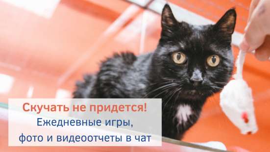 Зоогостиница BookingCat Люберцы/Жулебино в Люберцы фото 33