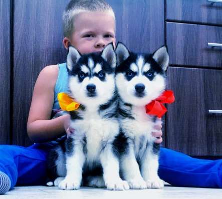 Продажа красивых щеночков хаски