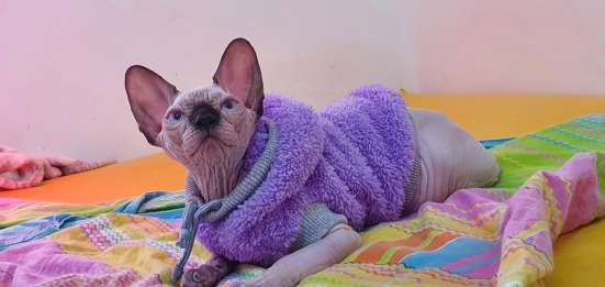 Котята канадского сфинкса