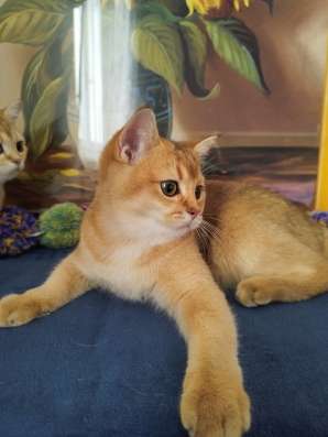 Золотые котята 5,5 месяцев