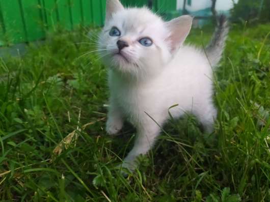 Отдам даром двух котят