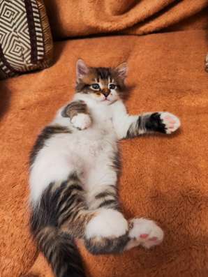 Милые, добрые, ласковые котята ищут дом фото 3