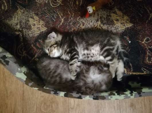 Котята шотландцы в Челябинске фото 5