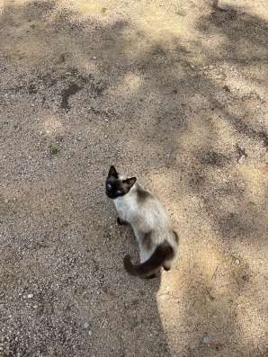 Gata con gatitos