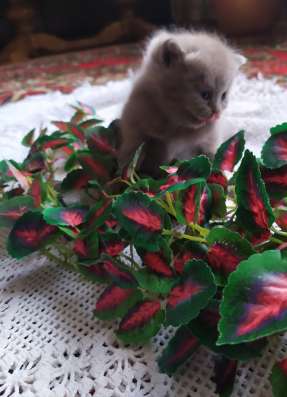 ШОТЛАНДСКИЕ КОТЯТА фото 3
