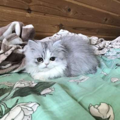 Персидские коты 5 месяцев в Липецке фото 3
