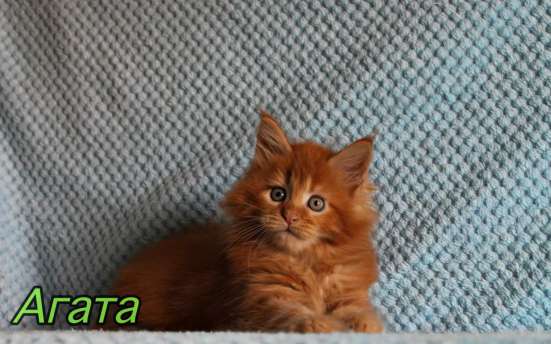 Maine Coon female рыжая девочка Мейн-Кун фото 4