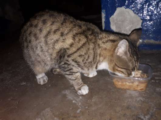 Ласковый котик