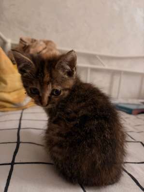 отдам котенка