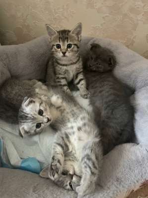 Котята скоттиш фолд и страйт