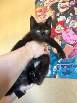 Котенок в добрые руки