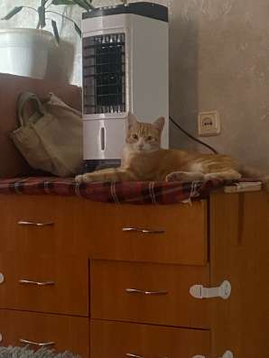 Отдам котика в добрые руки в Барнауле