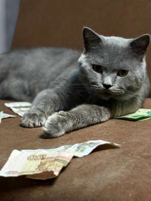 Котенок(мальчик) в Хабаровске