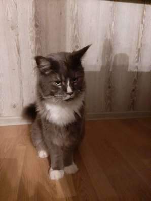 кот мейн кун в добрые руки в Казани фото 3