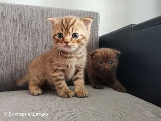 Шотландские котята