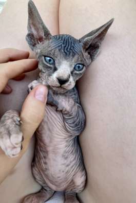 Котёнок канадского сфинкса фото 6