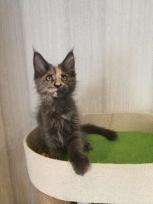 Котята мейн кун в Нижнем Новгороде фото 4