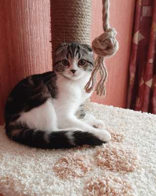 Шотландские котята в Челябинске