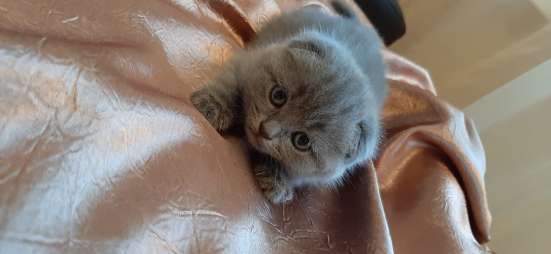Шотландские котята фото 5