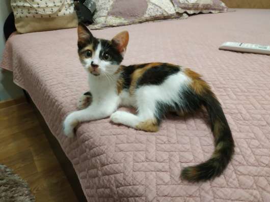Котенок ищет заботливых хозяев!