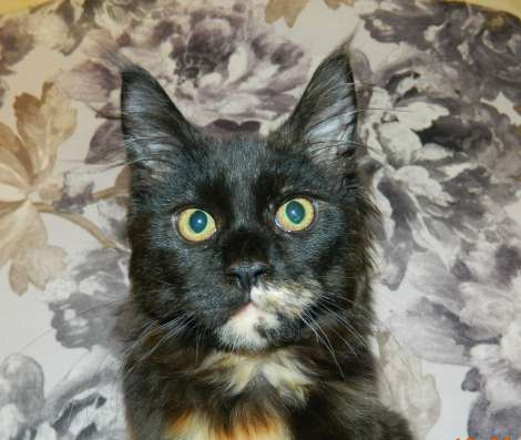 Продается котенок мейн-кун в Красноярске фото 4