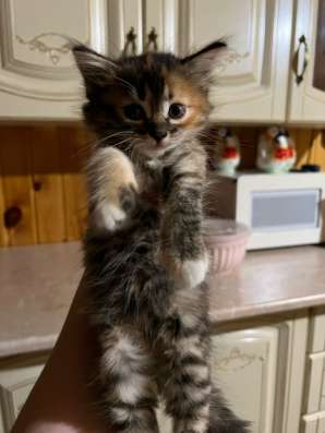 Британский котята в Грозном фото 3