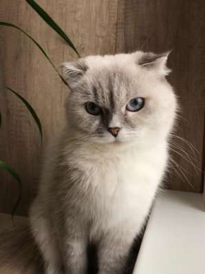 Клубный шотландский котёнок в Ставрополе фото 3