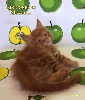 Котенок мейн кун красный солид. Шоу класс в Перми фото 11