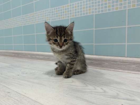Котятки в дар в Видном фото 6
