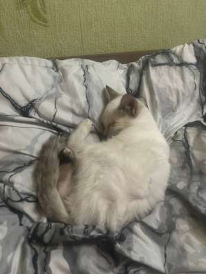 Отдам кота! в Уссурийске