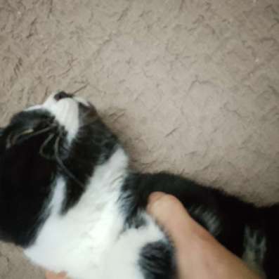 Котенок Матрёна в Волгодонске