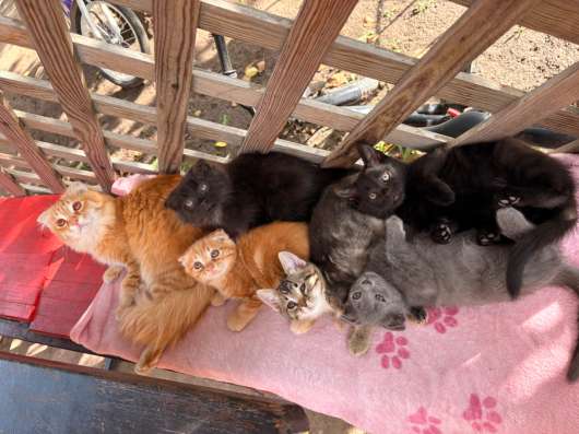 Вислоухие котята, в добрые руки